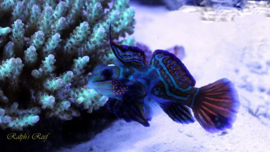IMG_217486fish.jpg