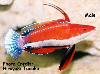 Cirrhilabrus_rubriventralis.jpg