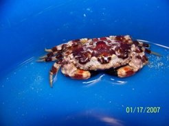 crab.JPG