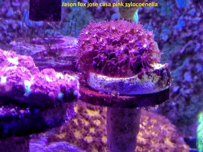 jasonnfox jose casa pink polyp Stylocoenelia.jpg