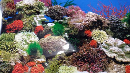 Reef Background.jpg