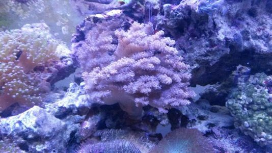 leather-coral.jpg