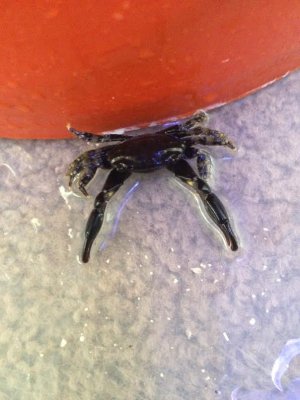 crab.jpg
