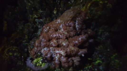 red mimic anemone night.jpg