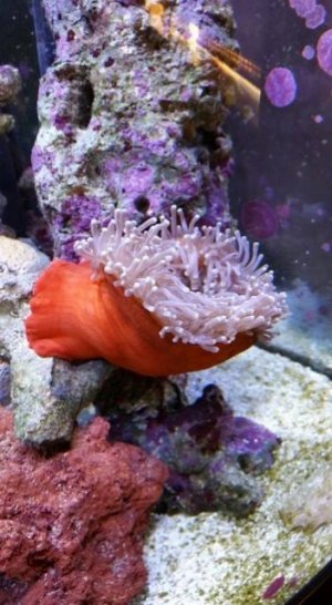 12241792_10153662126890359_2239651383029873691_n (352x640).jpg