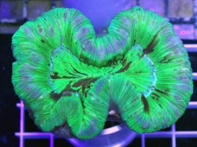 Trachyphyllia-geoffroyi-Metallic-Green-Folded-Brain-Coral-4-Top.jpg