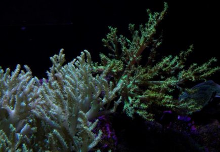 _IGP8196.jpg _IGP8196.jpg