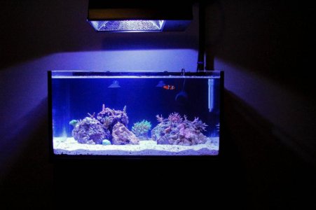 tank setup1.jpg