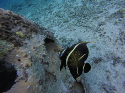 G1616490.jpg G1616490.jpg