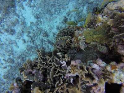 G1486279.jpg G1486279.jpg