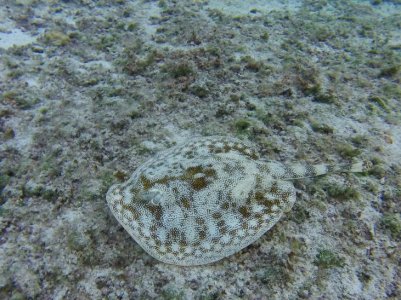 G1456246.jpg G1456246.jpg