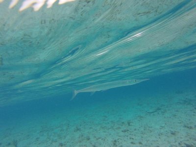 G0664467.jpg G0664467.jpg