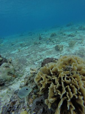 G0343754.jpg G0343754.jpg