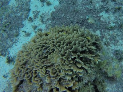 G0894986.jpg G0894986.jpg