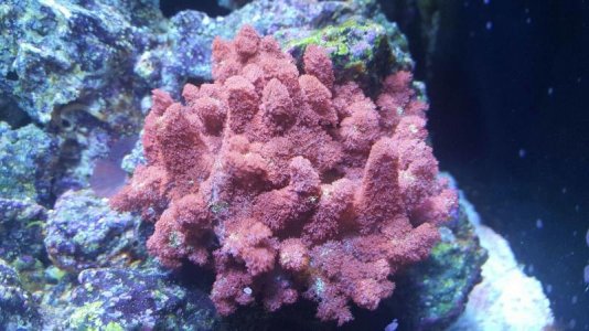 red mimic anemone.jpg