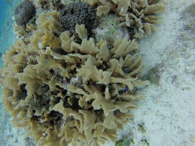 G0915026.jpg G0915026.jpg