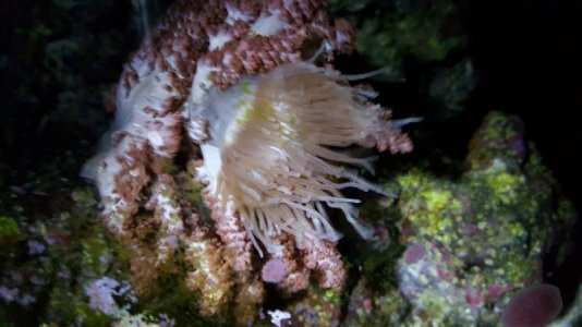 mimic anemone night.jpg
