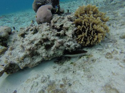 G0975153.jpg G0975153.jpg