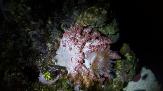 mimic anemone night (2).jpg