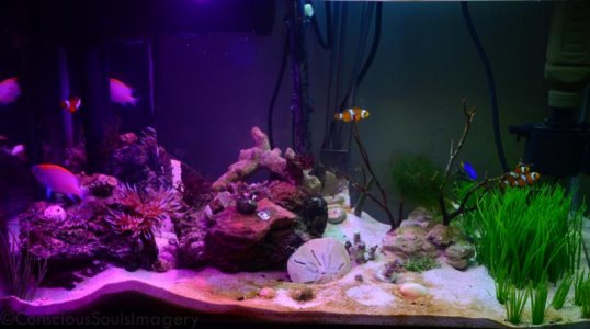 DSC_2441.jpg