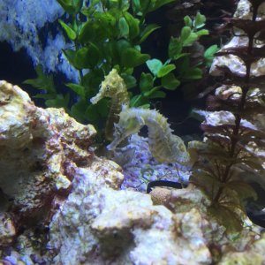 seahorses.jpg