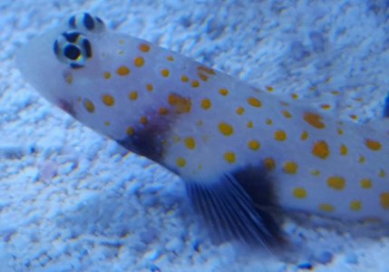 Goby before QT-1.jpg