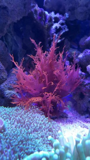 2015-11-18 16.49.23.jpg