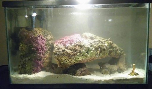 5.5gal coral reef tank.jpg