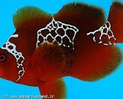 oringinal lightning.jpg