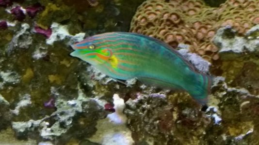 bloatedwrasse.jpg