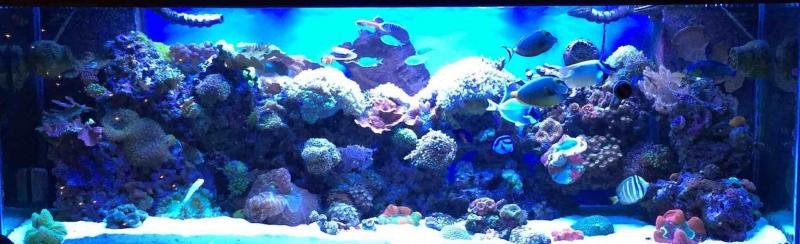 ImageUploadedByTapatalk1450155730.066439.jpg ImageUploadedByTapatalk1450155730.066439.jpg