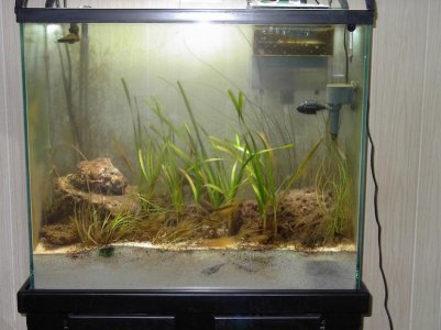 Seagrass 002.jpg