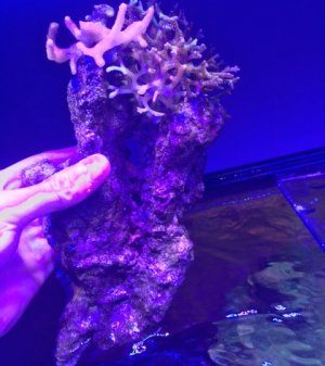 IMG_6382.jpg