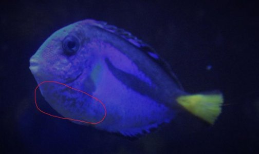 fishy.jpg