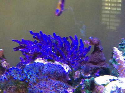 tanzanite colony.jpg