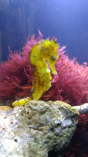 Seahorse 1 resized.jpg