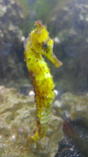 Seahorse 2 resized.jpg