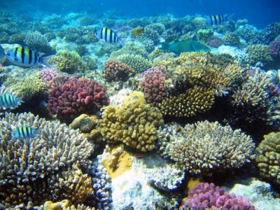 Beautiful-Coral-Reef-Wallpaper.jpg