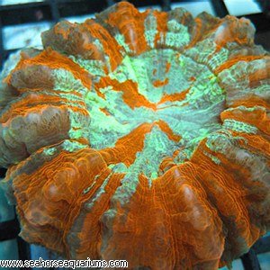 Doughnut_Coral_Acanthophyllia_deshayesiana.jpg