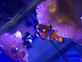 Clownfish.JPG