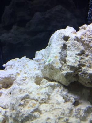 week 4 tank cycle.jpg