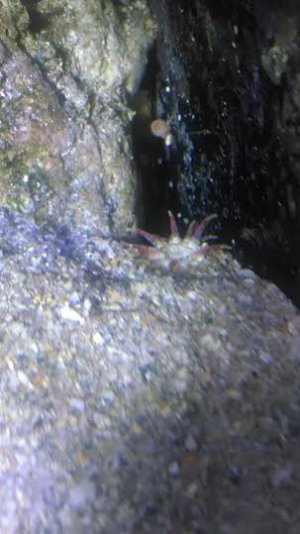 sand worm1.jpg