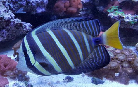 Sailfin.jpg