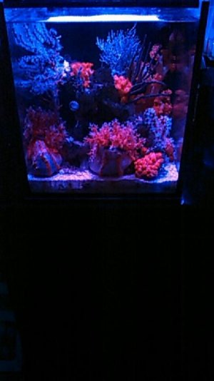 Work Tank shot 2.jpg