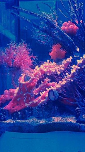 Work Tank Spider Sponge.jpg