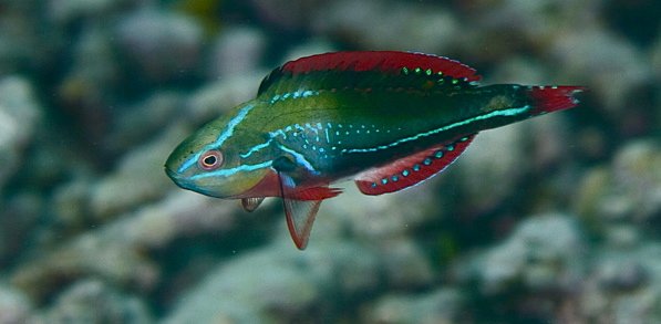 cirrhilabrus exquisitus.jpg