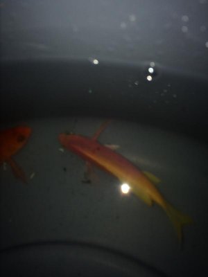 2015-11-24 20.50.40.jpg