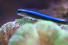 220px-Neon_Blue_Goby.jpg