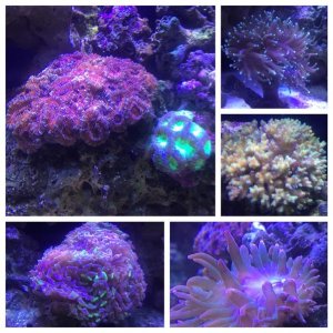 coral_tank_11.29.15.jpg