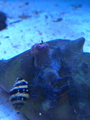 snail.jpg